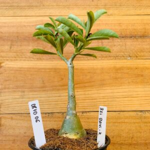 0810 06 Rosa do Deserto Rei Davi 2