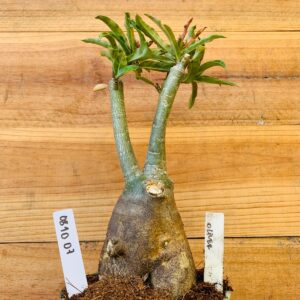 0810 07 Rosa do Deserto Olive