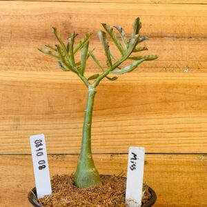 0810 08 Rosa do Deserto Miss