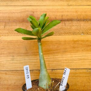 0810 09 Rosa do Deserto Cake Tower