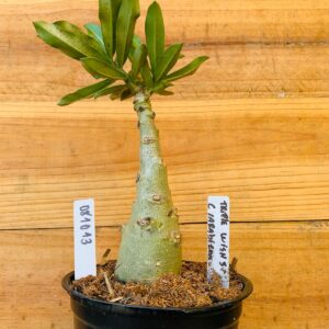 0810 13 Rosa do Deserto Triple Wish 3 Caudex Arabicum