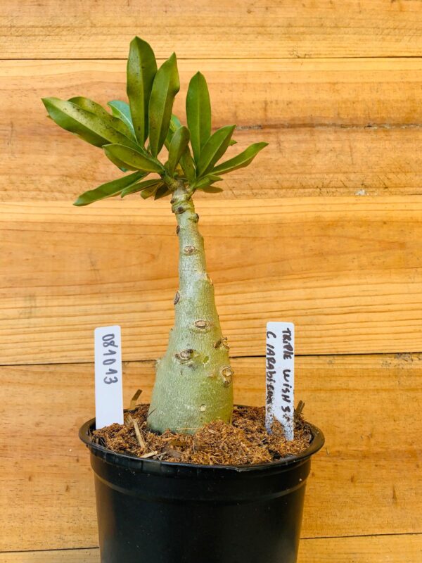 0810 13 Rosa do Deserto Triple Wish 3 Caudex Arabicum