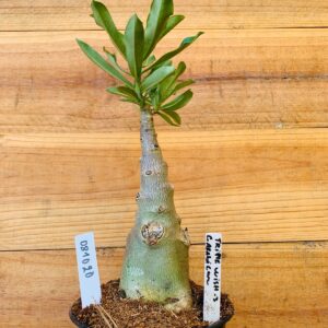 0810 20 Rosa do Deserto Triple Wish 3 Caudex Arabicum