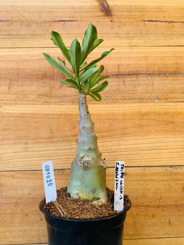 0810 20 Rosa do Deserto Triple Wish 3 Caudex Arabicum