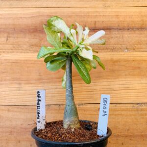 0810 24 Rosa do Deserto Variegata Porcelana 2