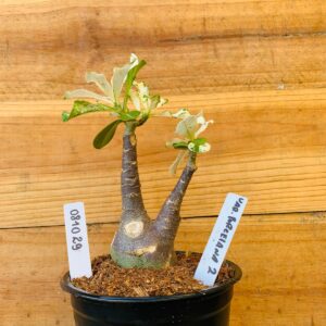 0810 29 Rosa do Deserto Variegata Porcelana 2