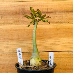 0810 34 Rosa do Deserto Akachi