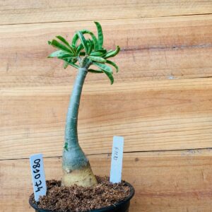 0810 74 Rosa do Deserto Filó