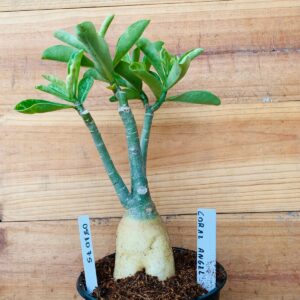 0810 75 Rosa do Deserto Coral Angel