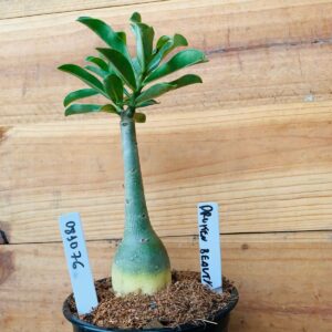 0810 76 Rosa do Deserto Drunken Beauty