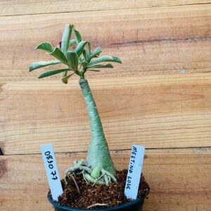 0810 77 Rosa do Deserto Meeting Love Variegata