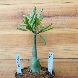 0810 78 Rosa do Deserto Lilac