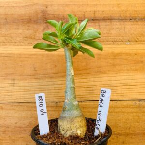 0810 04 Rosa do Deserto Branca Tripla