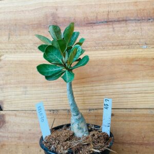 0810 70 Rosa do Deserto L14