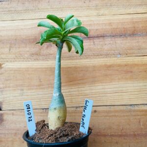 0810 72 Rosa do Deserto Golden Temple