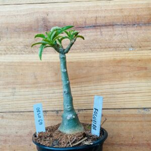 0810 69 Rosa do Deserto Fogueira