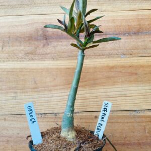 0810 64 Rosa do Deserto Sleeping Beauty