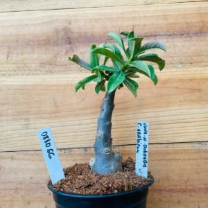 0810 66 Rosa do Deserto Viuva Negra Dobrada Caudex Arabicum