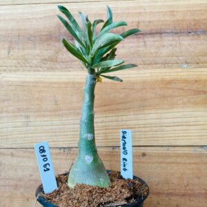 0810 61 Rosa do Deserto Diamond Ring