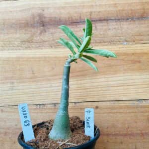 0810 63 Rosa do Deserto Ferrari Black