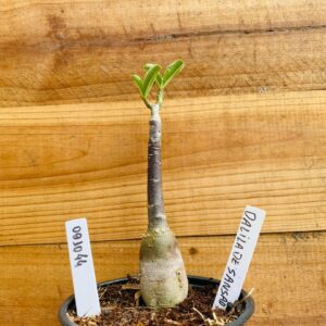 0910 44 Rosa do Deserto Dalila de Sansão