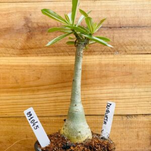 0910 45 Rosa do Deserto Duquesa