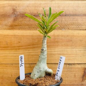 0910 46 Rosa do Deserto Diamond Ring