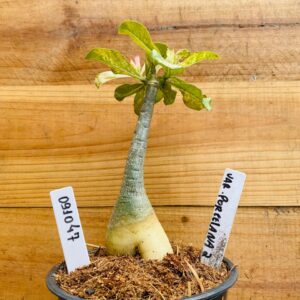 0910 47 Rosa do Deserto Variegata Porcelana 2