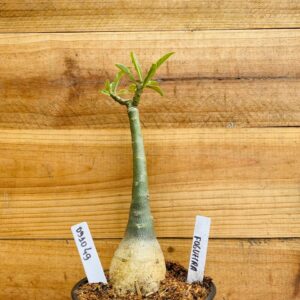 0910 49 Rosa do Deserto Fogueira