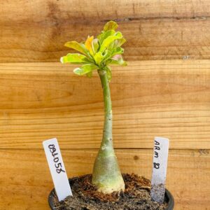 0910 58 Rosa do Deserto Arm 82