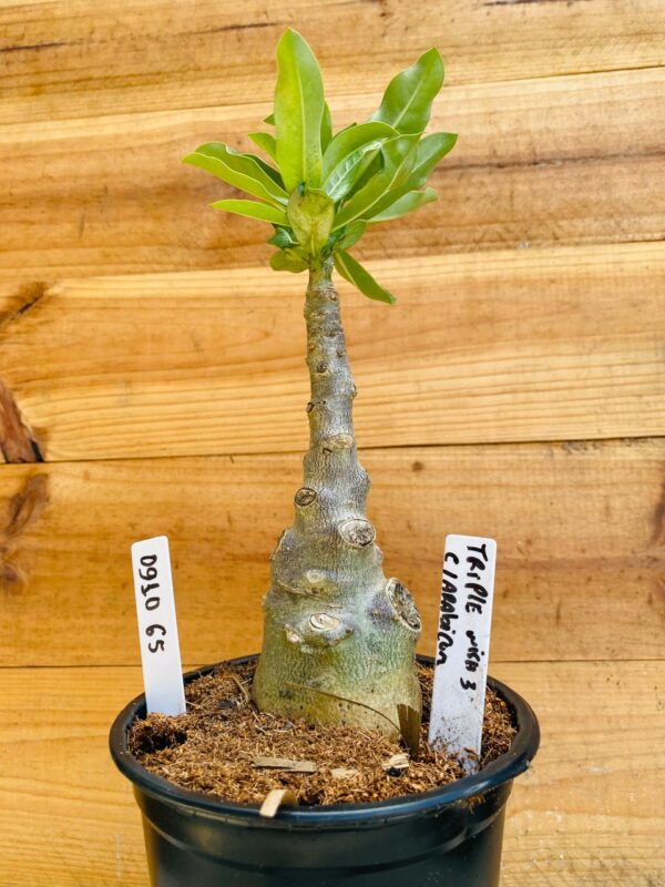 0910 65 Rosa do Deserto Triple Wish 3 Caudex Arabicum