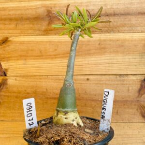 0910 72 Rosa do Deserto Duquesa