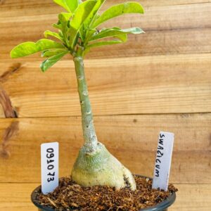 0910 73 Rosa do Deserto Swazicum