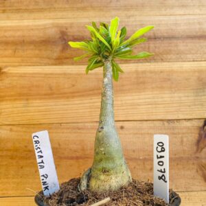 0910 78 Rosa do Deserto Cristata Pink