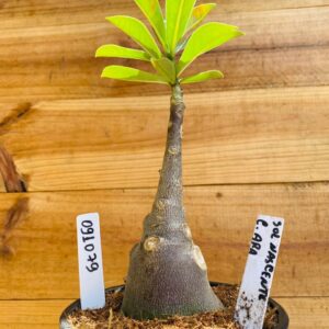 0910 79 Rosa do Deserto Sol Nascente Caudex Arabicum