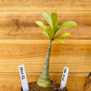 0910 82 Rosa do Deserto Coral Angel