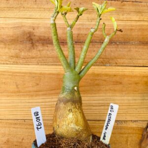 0910 92 Rosa do Deserto Céu Estrelado Variegata