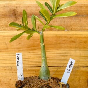 0910 93 Rosa do Deserto Curcuma