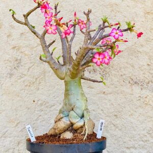 0910 09 Baoba Singela