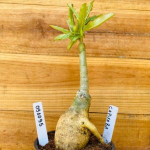 0910 95 Rosa do Deserto Capixaba