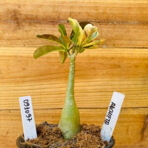 0910 97 Rosa do Deserto Anchieta