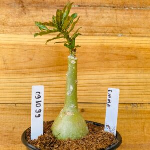 0910 99 Rosa do Deserto Emma