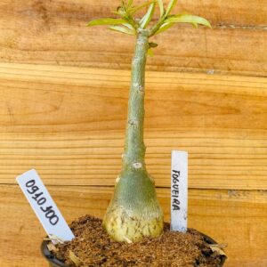 0910 100 Rosa do Deserto Fogueira