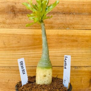 0910 101 Rosa do Deserto Fanhua