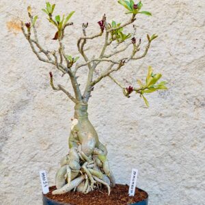 0910 24 Baoba ID Misterioso