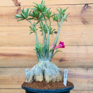 0910 36 Baoba Surprise