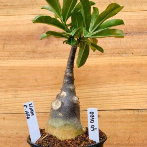 0910 04 Rosa do Deserto Linda Caudex Arabicum