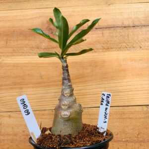 0910 09 Rosa do Deserto Triple Wish 3 caudex Arabicum