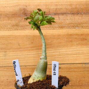 0910 13 Rosa do Deserto Pathumma