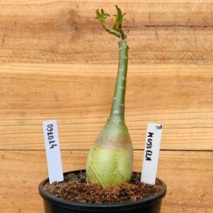 0910 14 Rosa do Deserto Mussela